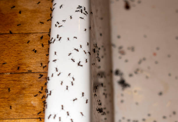 Best Pest Removal Services  in Rigby, ID