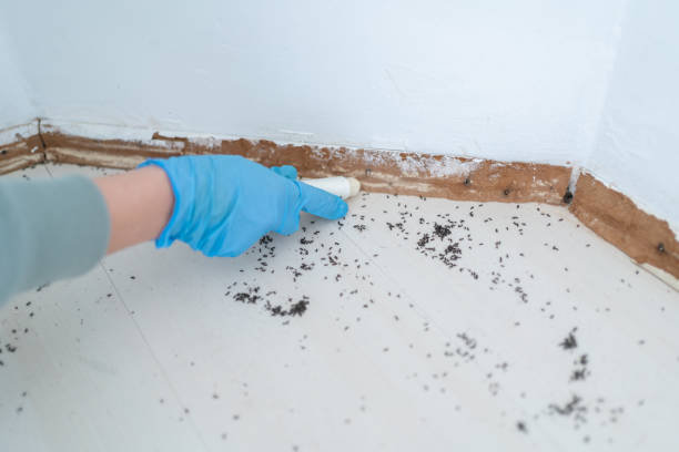 Best Wasp Removal Services  in Rigby, ID